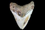 Bargain, Megalodon Tooth - North Carolina #83918-1